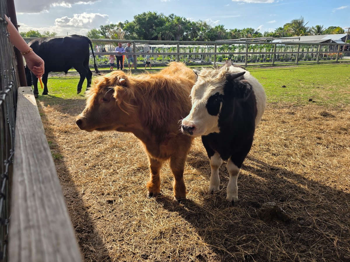 Peanut and Oreo
